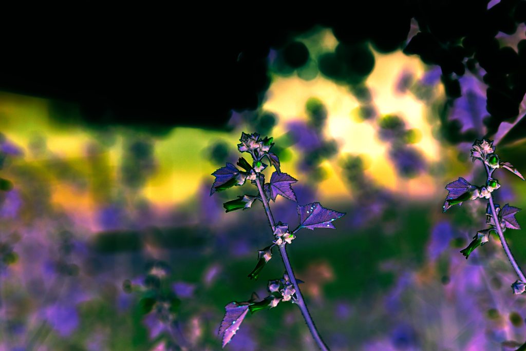 Biodiversity